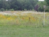meadow, summer, 2011