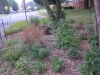 Meadowdale entry planting