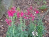 cardinal flowers at Meadowdale entrance