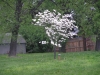 donated dogwood planted 2007