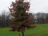 donated white oak in fall color