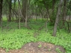 garlic-mustard-undergrowth