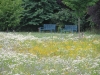 meadow, summer 2011