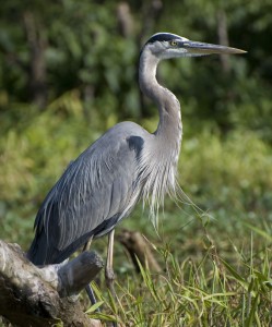 great-blue-heron3